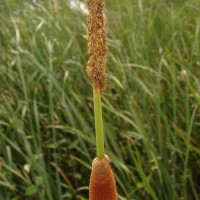 Typha angustifolia L.